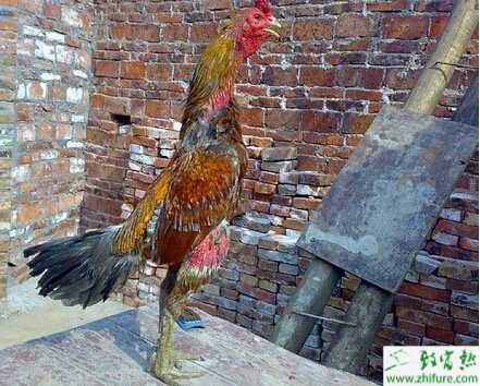 養(yǎng)殖斗雞的管理技術(shù)