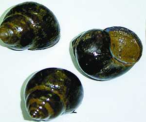 福壽螺養(yǎng)殖