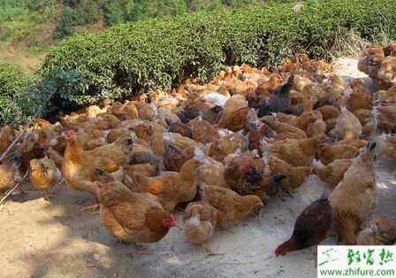 養殖土雞主要疫病怎么防治