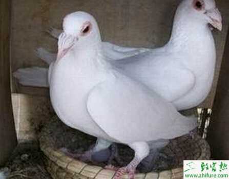 養(yǎng)殖肉鴿繁殖需要抓好哪幾方面