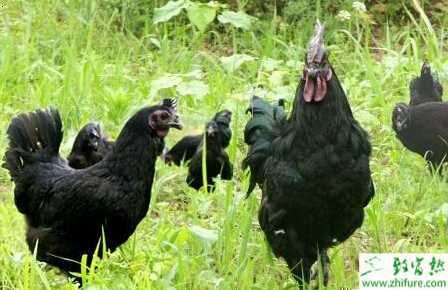 養殖綠殼蛋雞的經驗