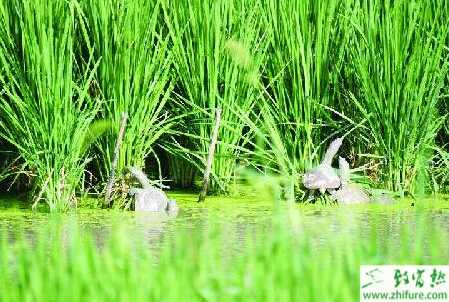 養殖甲魚如何投喂飼料