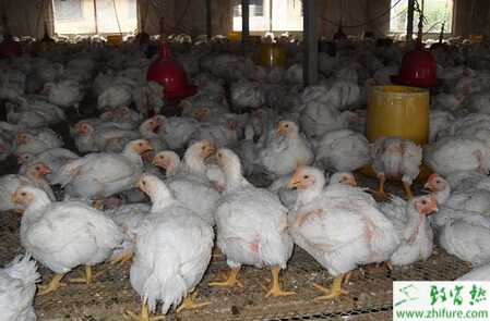 如何養殖白羽肉雞的技術