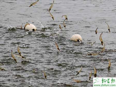 科學養殖青蝦飼料投喂三要素