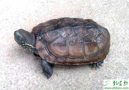 如何庭院生態模式養殖烏龜