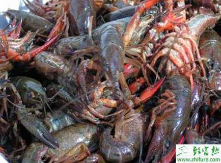 養殖小龍蝦親蝦繁育池越冬的管理經驗