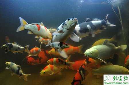 養殖日本錦鯉的管理經驗