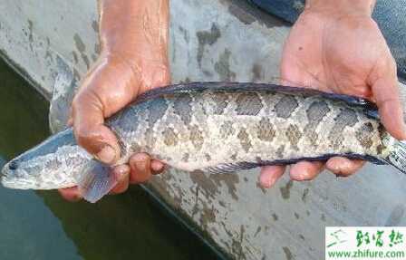 精養黑魚需要把好四關