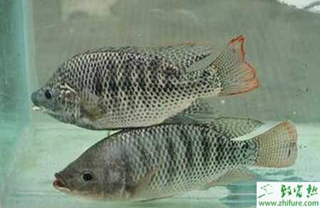 養殖羅非魚室外池塘越冬保種經驗