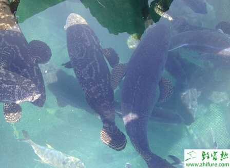 養殖石斑魚苗標粗技術及日常管理步驟