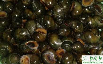 如何養(yǎng)殖田螺的技術(shù)