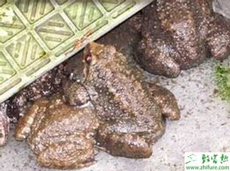 養殖石蛙蝌蚪生長初期的飼養管理經驗