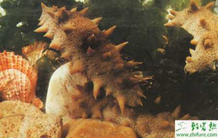 春季養殖海參需要注意事項