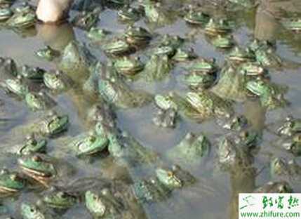 論利用人工配合飼料飼養(yǎng)牛蛙的好處