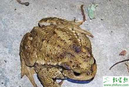 養殖蟾蜍的飼養和繁殖技術