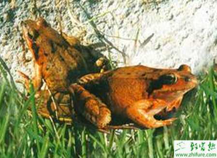 養殖林蛙的孵化和變態