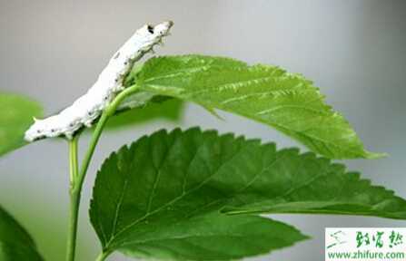 怎樣養(yǎng)好大蠶的關(guān)鍵