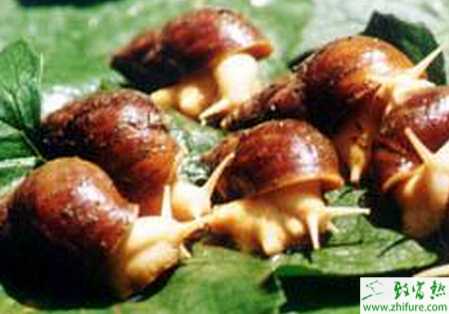 野外養殖白玉蝸牛的方法