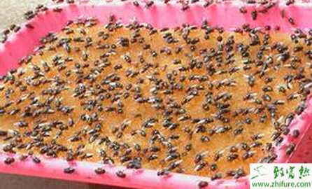 淺析蠅蛆產(chǎn)品的開發(fā)與綜合利用