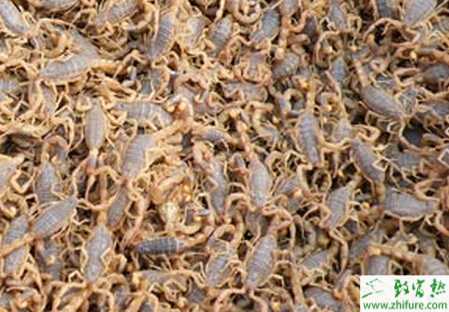 夏季養殖蝎子管理要點