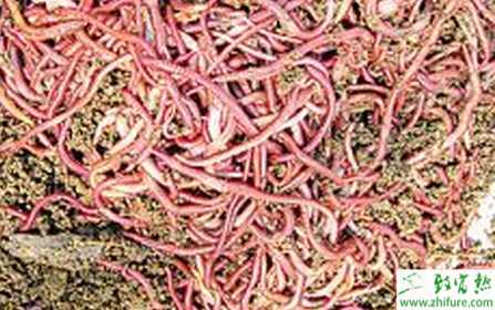 利用蝸牛和蚯蚓混養(yǎng)的技術(shù)