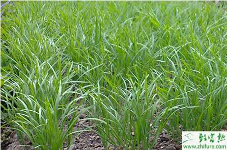 種韭菜每畝也可以賺七八千