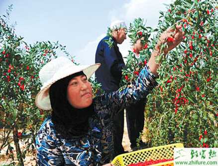 種北方枸杞扦插繁殖經驗