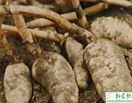 什么時候摘下天麻蒴果最為恰當？