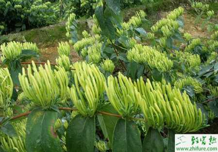 金銀花的寒地栽培經驗