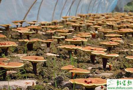 種靈芝一年三收栽培技術