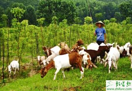 養羊春季羊飲水需注意事項
