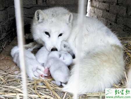 養(yǎng)殖狐貍維生素A缺乏癥的治療方法