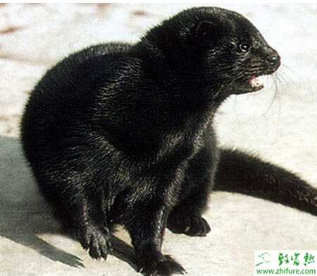 養殖水貂喂鹽需適量