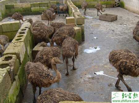 養(yǎng)殖鴕鳥雛鳥的飼養(yǎng)經(jīng)驗(yàn)