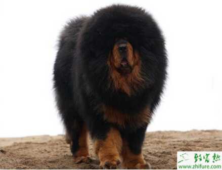 養(yǎng)殖藏獒配種期需注意事項(xiàng)