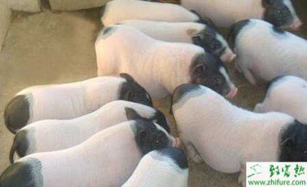 養殖微型香豬的技術