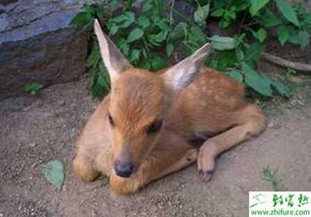 養殖狍子自咬癥、食毛癥的防治