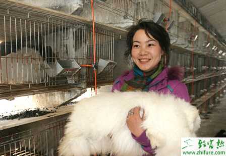 養殖長毛兔冬季增毛高產技術