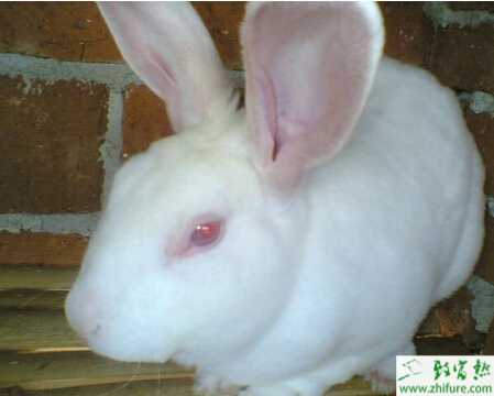 養殖獺兔的五要點