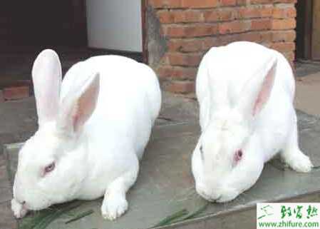 獺兔養殖的市場前景