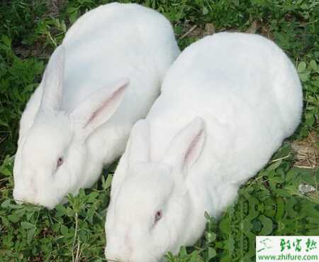 養獺兔賺錢嗎？