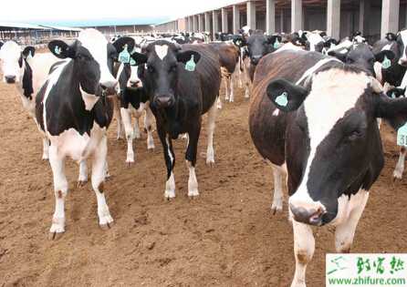 養殖奶牛蹄變形的診治方法