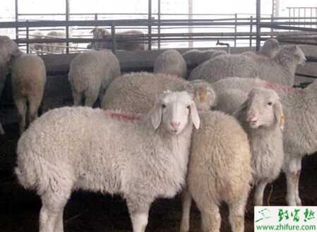 高效飼養小尾寒羊的兩種方法