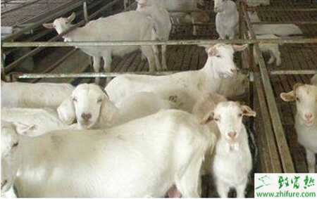 養(yǎng)殖肉羊的技術(shù)