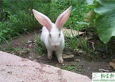 養殖肉兔肚脹怎么治療