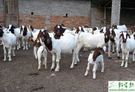 波爾山羊的飼養技術