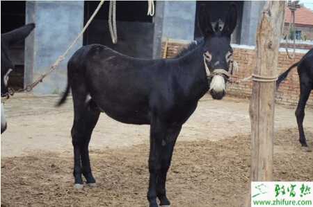 養殖肉驢的飼養及育肥技術