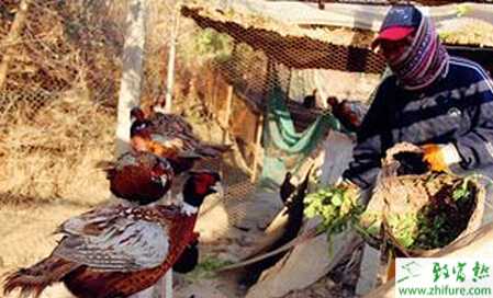 籠養(yǎng)山雞的六大好處