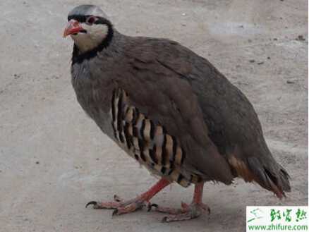 養殖鷓鴣如何養好種鷓鴣