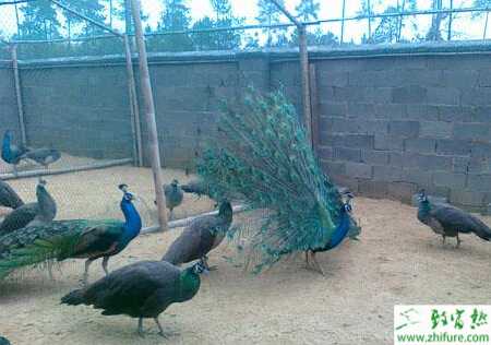 養殖藍孔雀的孵化技術